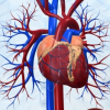 The Heart Disease Myths That Could Kill You