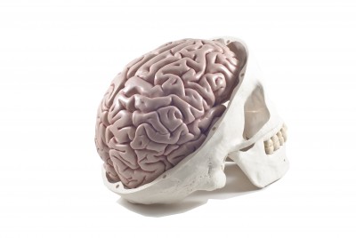 Brain in Skull